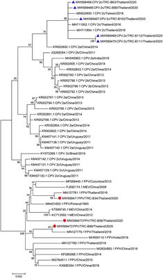 Molecular and Pathological Investigations of Selected Viral Neuropathogens in Rabies-Negative Brains of Cats and Dogs Revealed Neurotropism of Carnivore Protoparvovirus-1